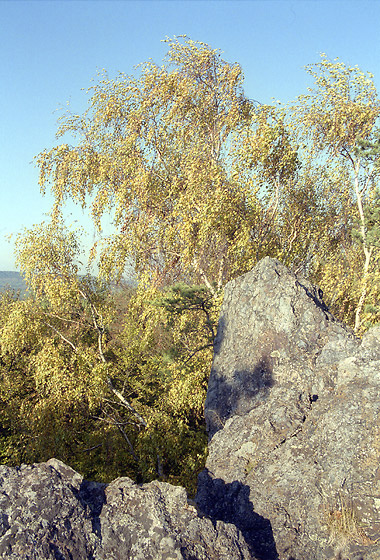 Birch - smaller format