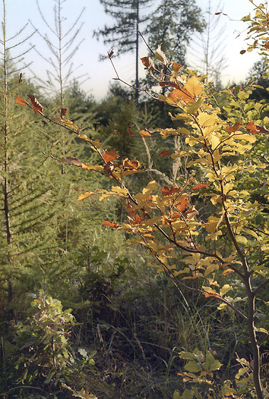 Autumn - smaller format