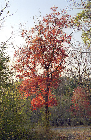 Oak - smaller format