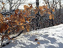 Oak leaves - main link