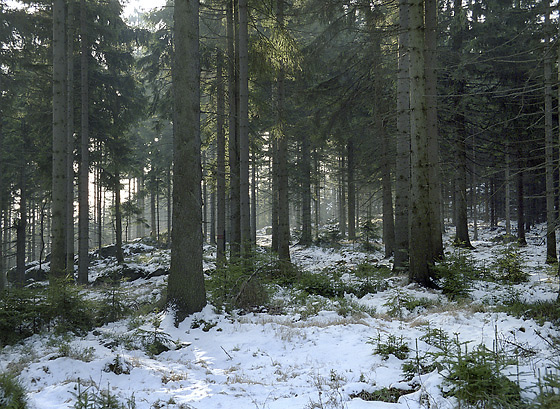 In the wood - smaller format