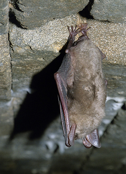 Large mouse-eared bat - smaller format