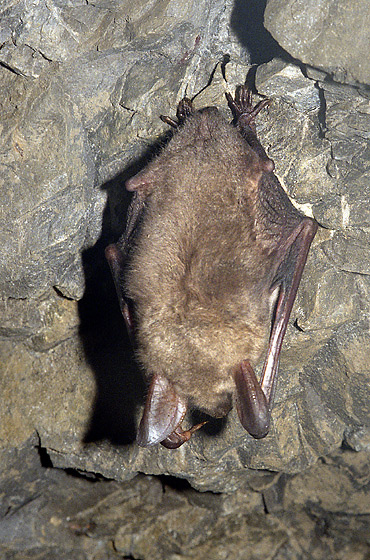 Large mouse-eared bat - smaller format