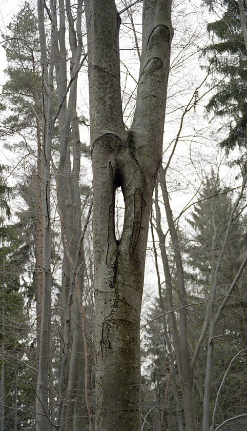 Eye - larger format