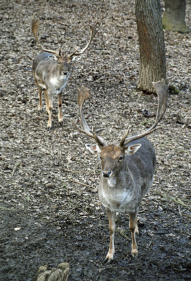 Fallow deers - smaller format