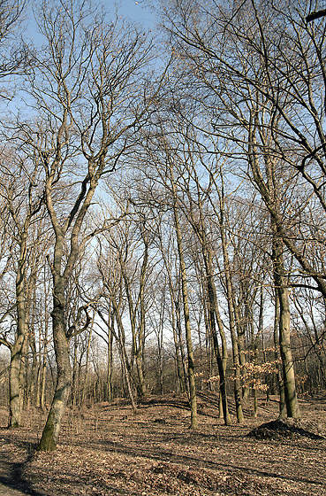 On "Zvist" hill - smaller format