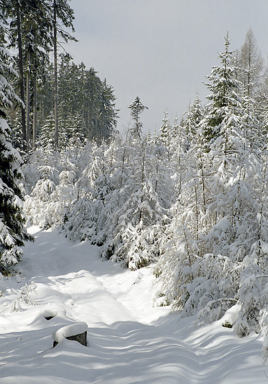 White path - smaller format