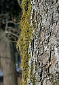 Moss coat - main link