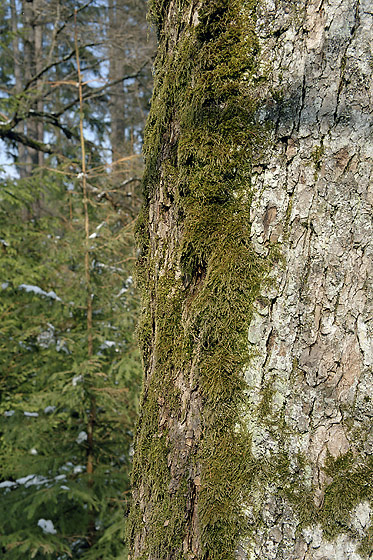 Mechov koek - men formt