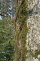 Moss coat - main link