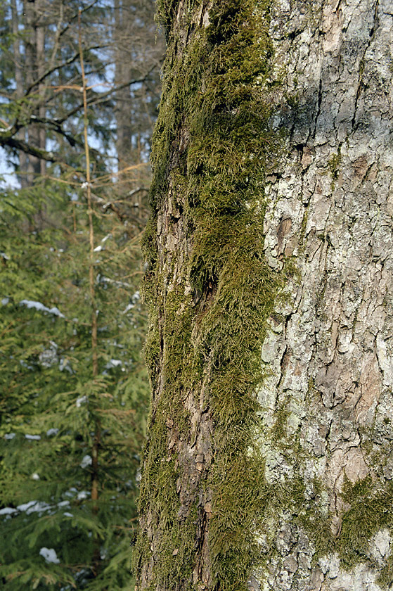 Mechov koek - vt formt