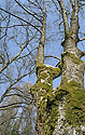 Moss coat - main link