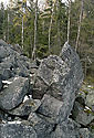 Detritus - main link