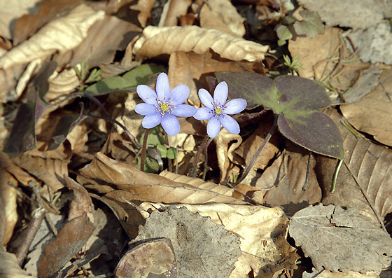 Liverworts - smaller format