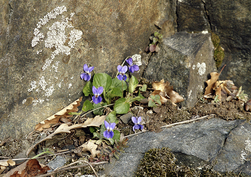 Violet - larger format