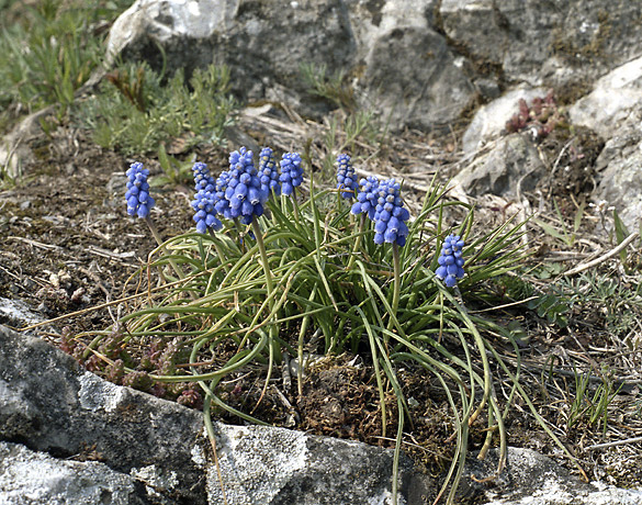Grape hyacinth - smaller format