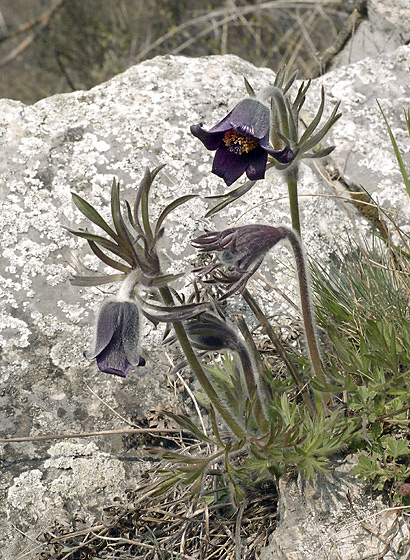 Pasqueflowers - smaller format