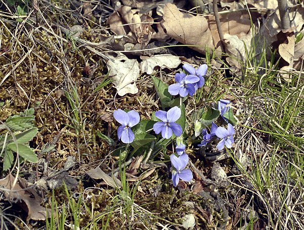 Violets - smaller format