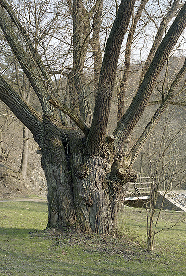 Willow tree - smaller format