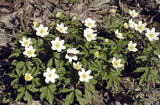 Anemones - smaller format