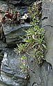 Alyssum - main link