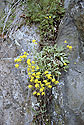 Alyssum in flower - main link