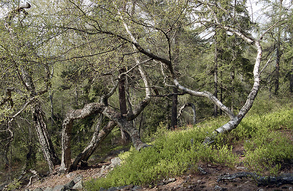 On the "Crown Hill" - smaller format