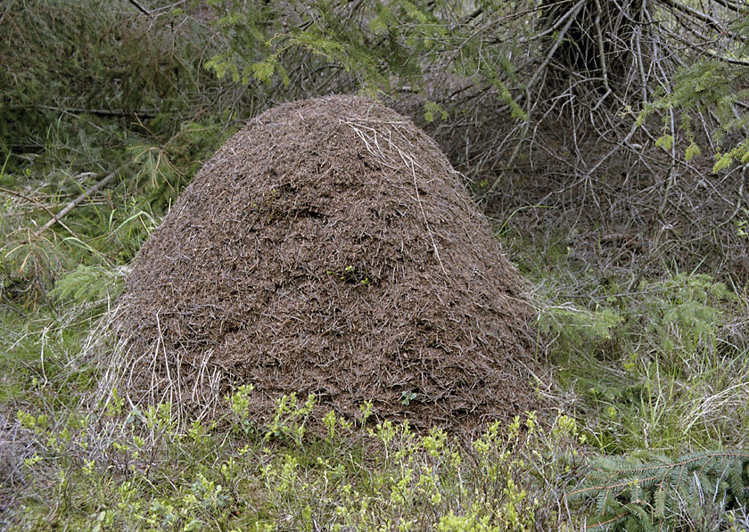 Mraveniště - větší formát