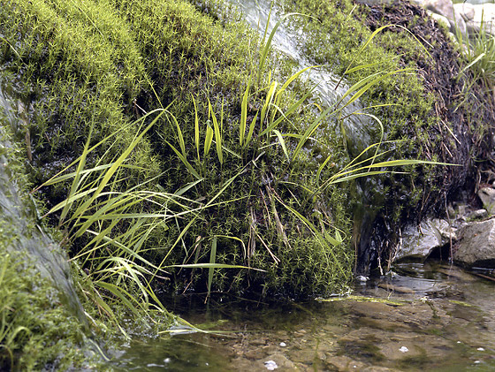 Micro-waterfalls - smaller format