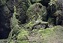 In the gorge - main link