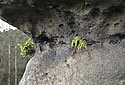 Fern - main link