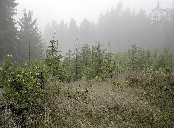 Foggy - smaller format