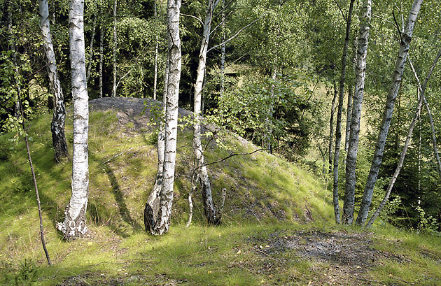 Birches on the slag heap - smaller format