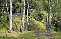 Birches on the slag heap - main link