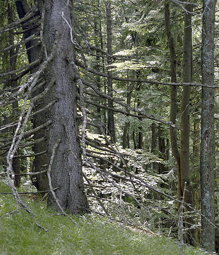 In the wood - smaller format