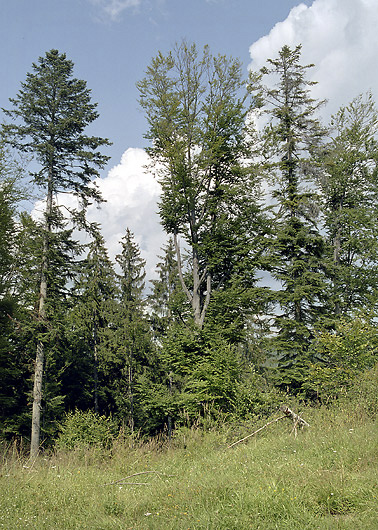 Trees - smaller format