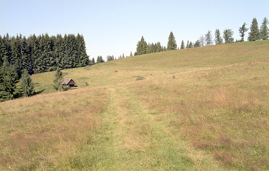 Obrubovanec - vt formt