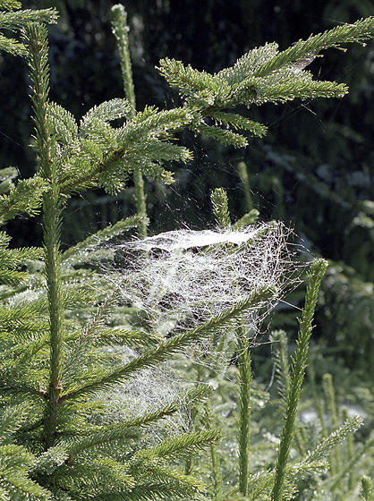 Cobweb - smaller format