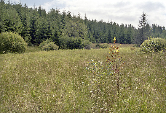 Peat bog "Rosiarka" - smaller format
