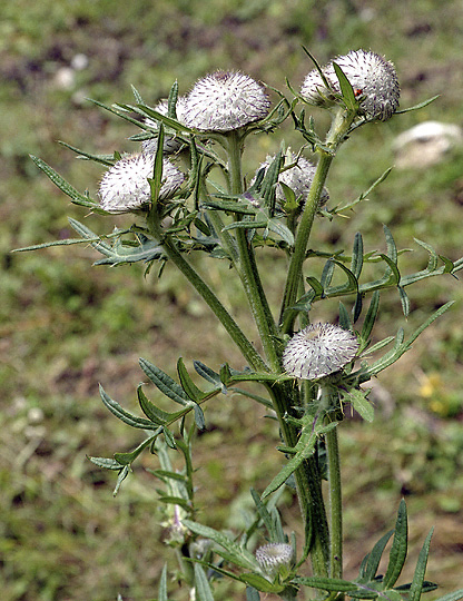 Wooly thistle - smaller format
