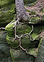 Roots - main link