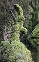 In the gorge - main link