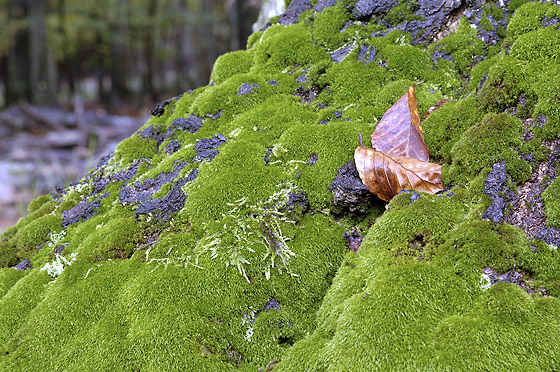 Leaves - smaller format