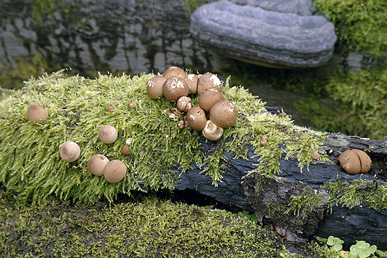 Puffballs - smaller format