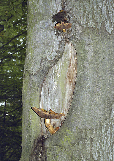 Pholiota adiposa - smaller format