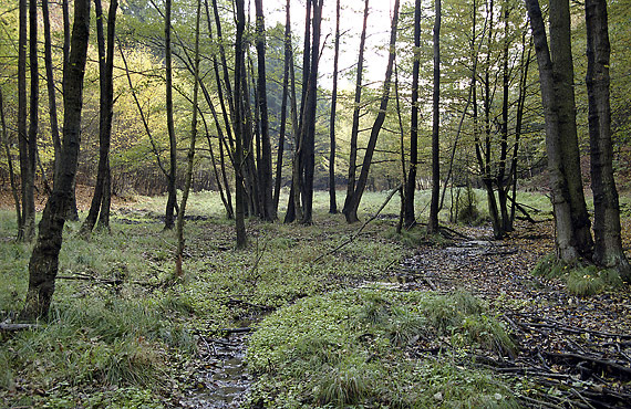 By the creek - smaller format