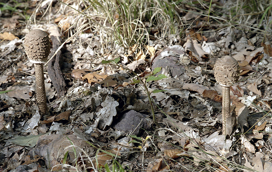 Parasol mushrooms - larger format