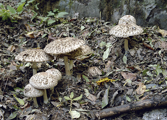 Parasol mushrooms - smaller format