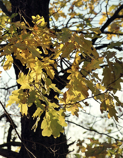 Oak leaves - smaller format