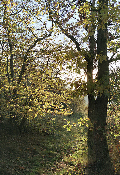 Oaks - smaller format